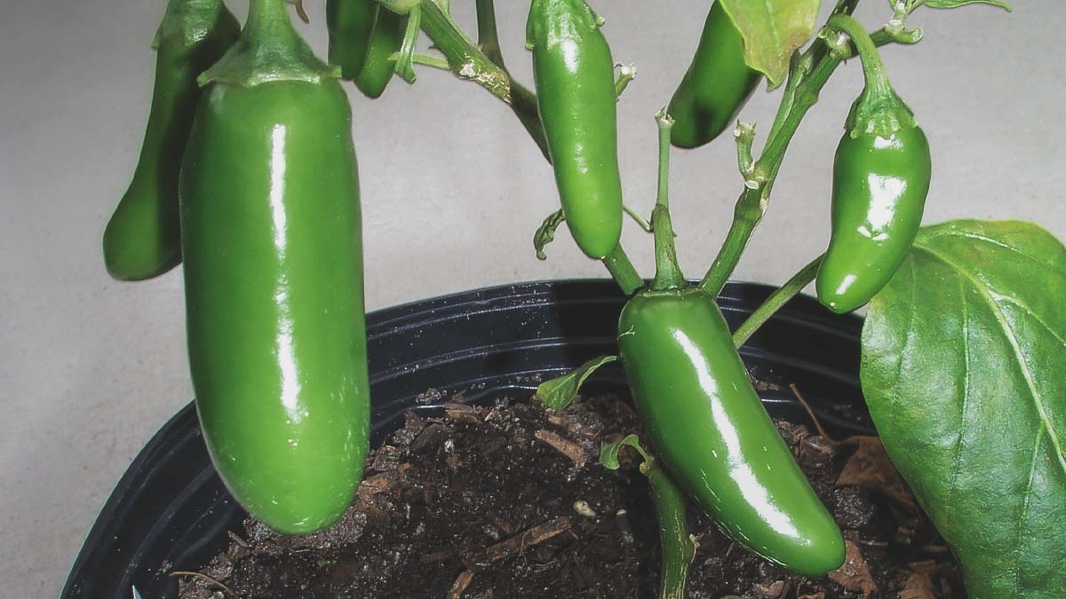 jalapeno peppers growing on pepper plant