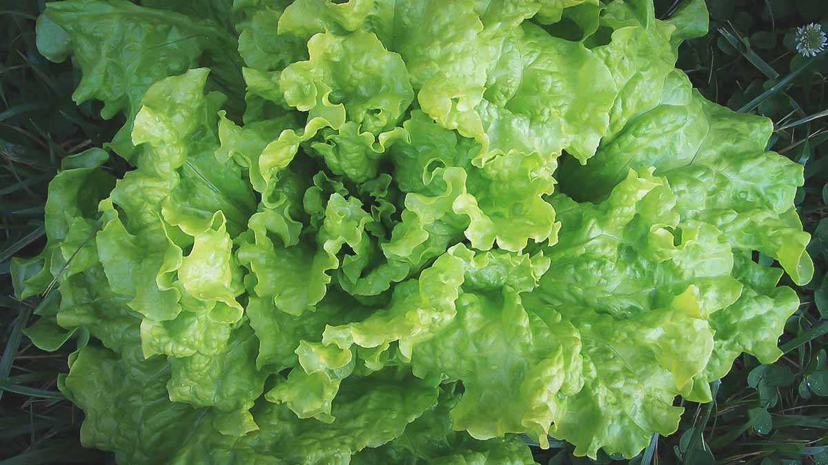 loose leaf lettuce in warm weather garden