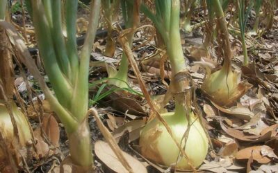 How to Grow Onions in Southern Gardens: A Complete Growing Guide
