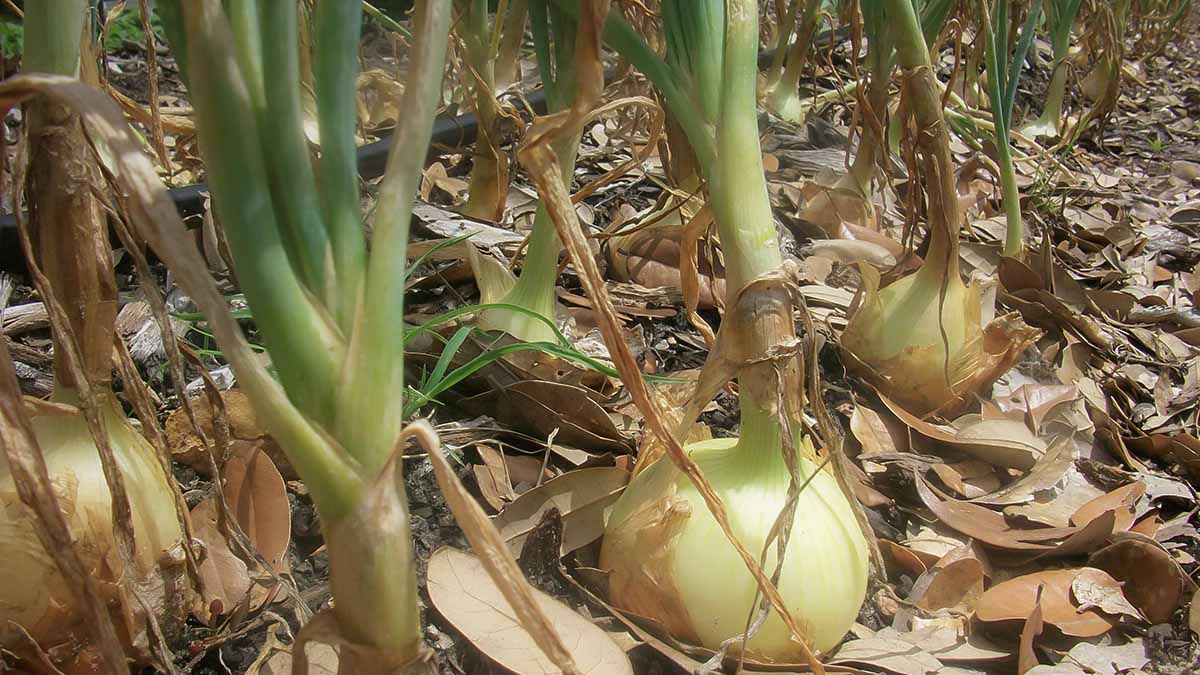 onions growing in southern garden