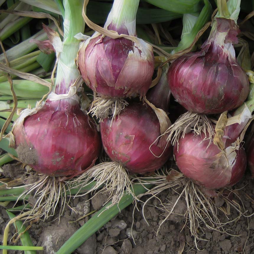 freshly harvested onions