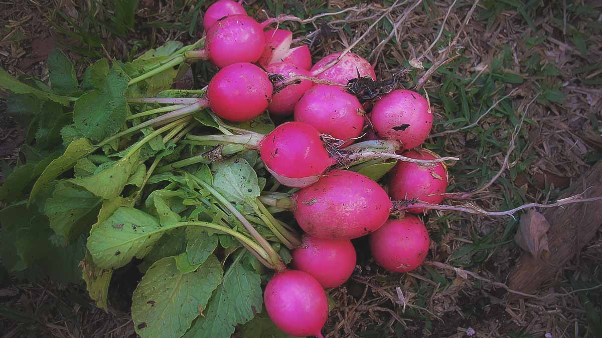 radishes growing in southern garden