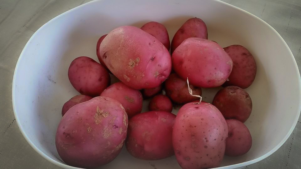 freshly harvested potatoes from home garden