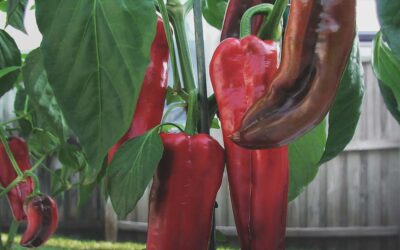 How to Grow Peppers in Southern Gardens, Pepper Growing Guide