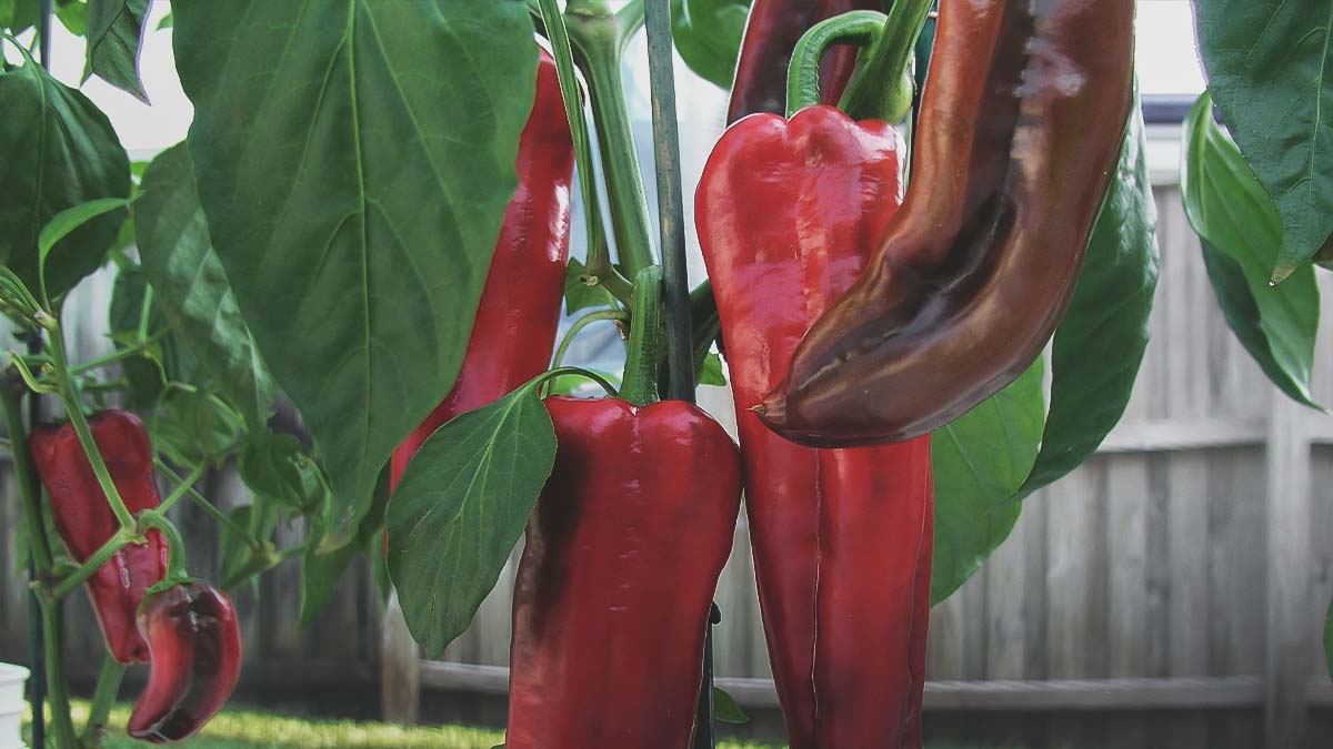 pepper plants growing in southern vegetable garden