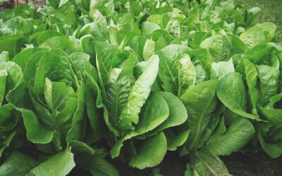 How to Grow Lettuce in Warm Weather Southern Gardening Guide