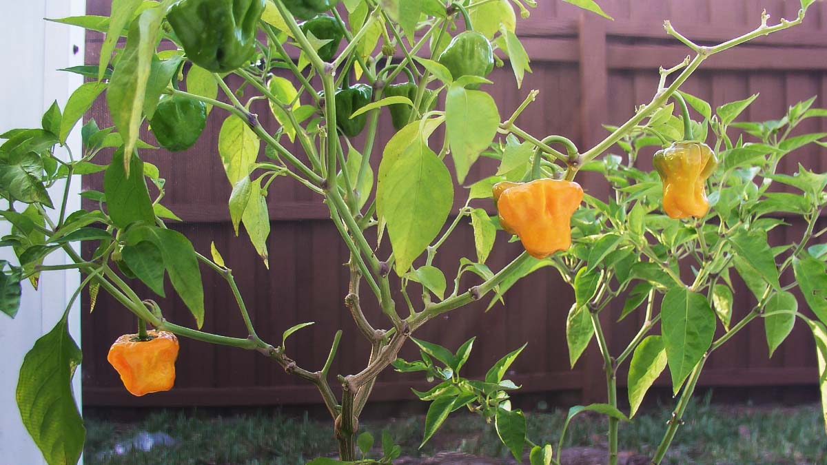 peppers ripening on garden plant
