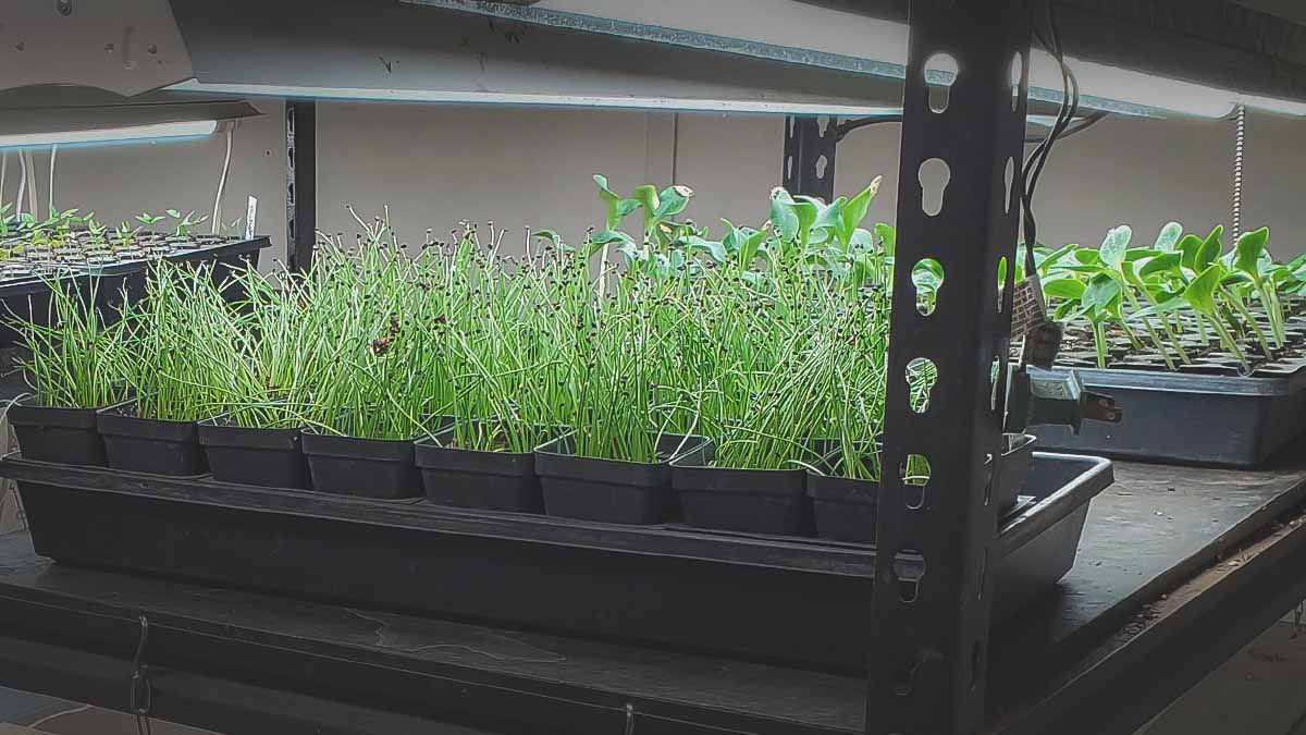 grow lights over indoor seedlings