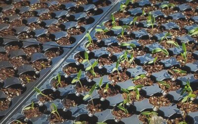 How to Start Seeds Indoors for Southern Gardens: A Complete Guide
