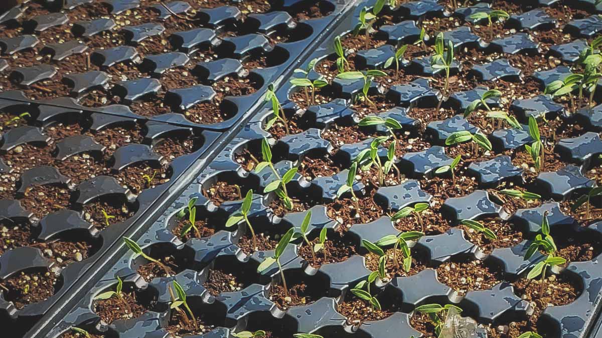 seedlings hardening off outdoors before planting