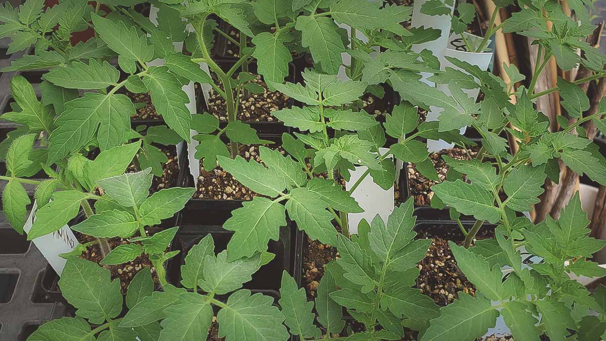 seedlings adjusting to outdoor conditions in shade