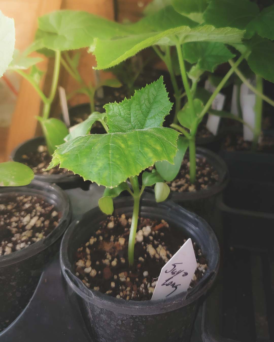 healthy seedlings ready for transplanting