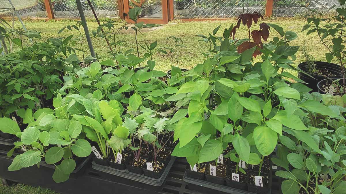 snipping extra seedlings at soil line