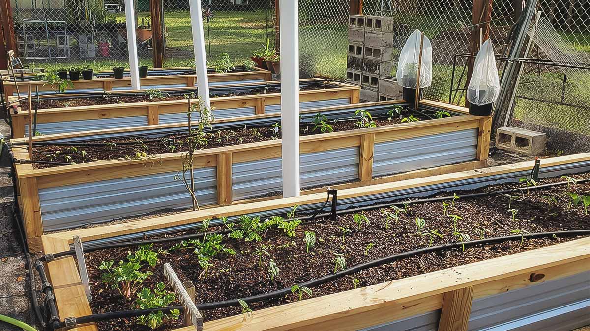 vegetables growing in a southern garden