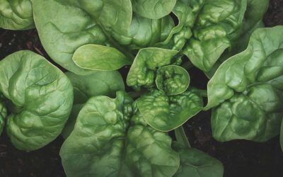 How to Grow Spinach in Southern Gardens: A Complete Growing Guide