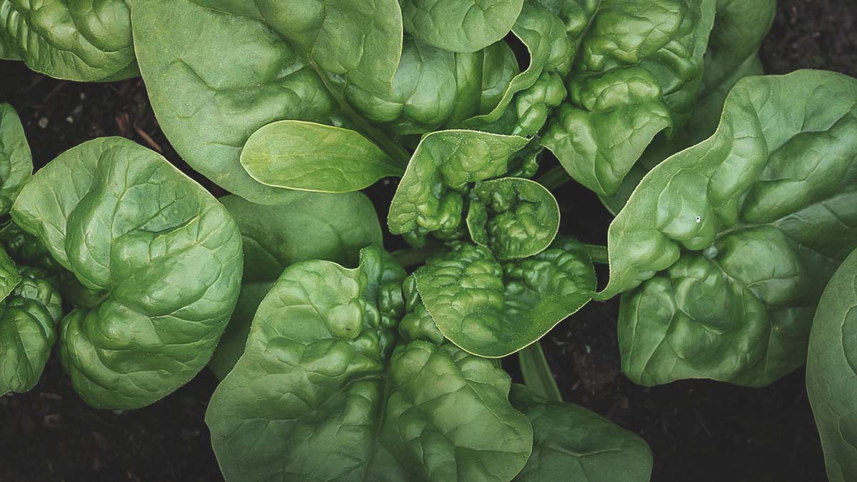 spinach growing in southern garden