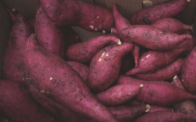 How to Grow Sweet Potatoes in Southern Gardens: A Complete Growing Guide