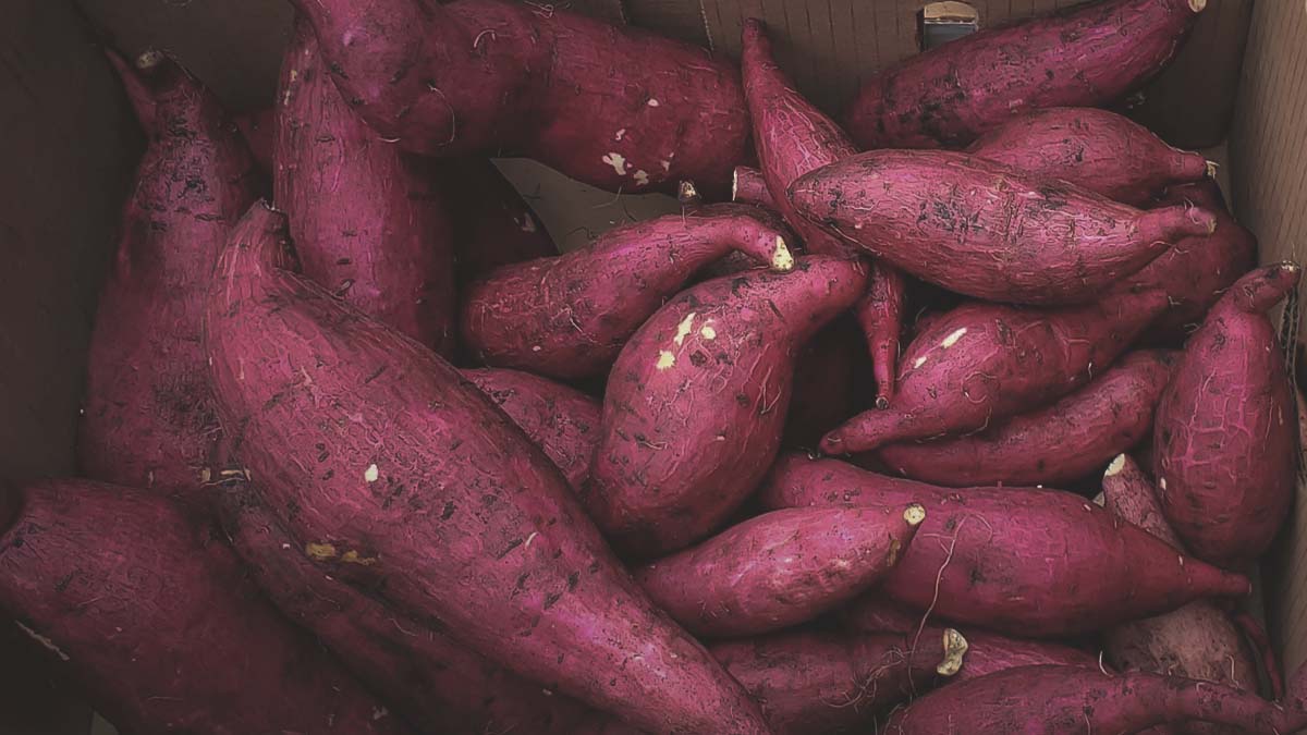 freshly harvested sweet potatoes from garden