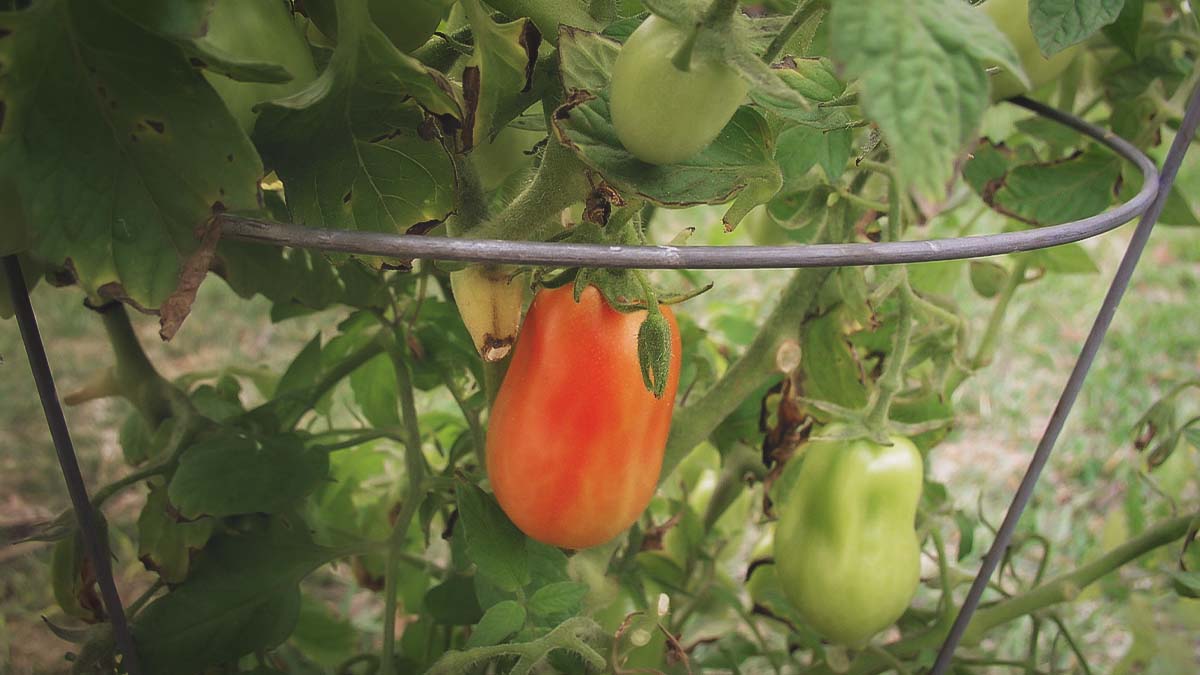 tomato plant supported by garden cage