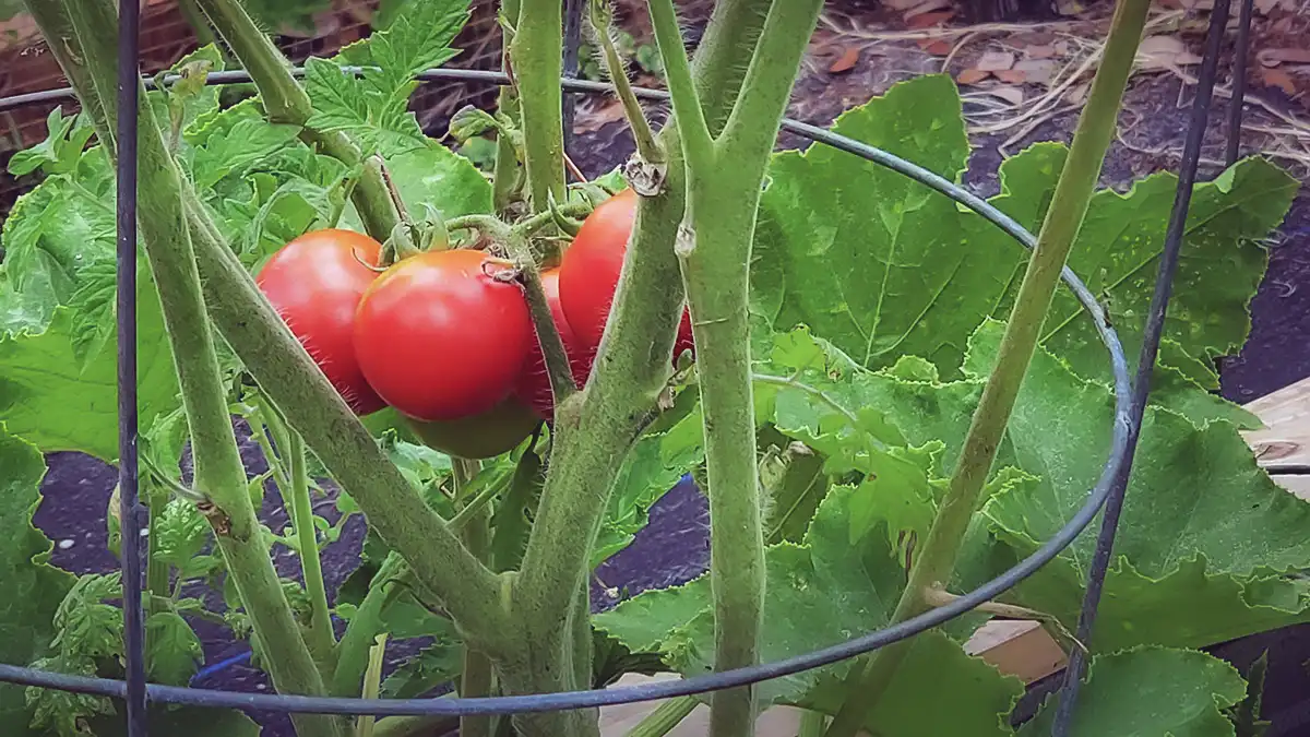 ripe tomatoes growing in southern garden