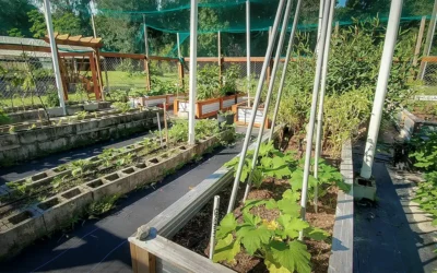 Best Vegetables for Southern Gardens, 15 Vegetables That Thrive in Southern Heat