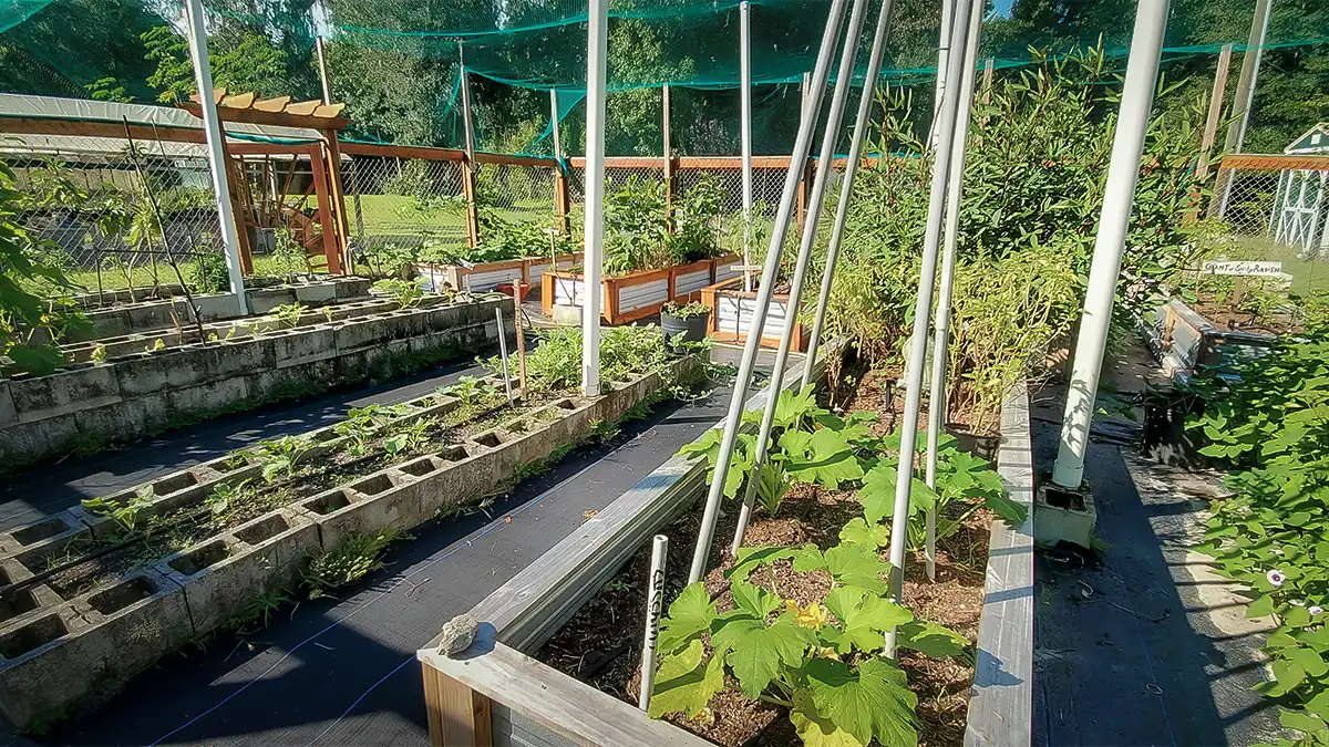 vegetable garden growing in southern climate