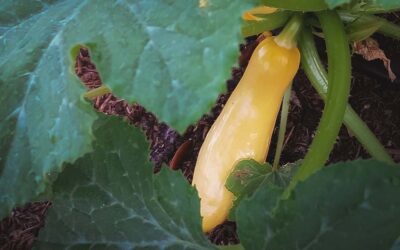 How to Grow Squash in Southern Gardens: A Complete Growing Guide