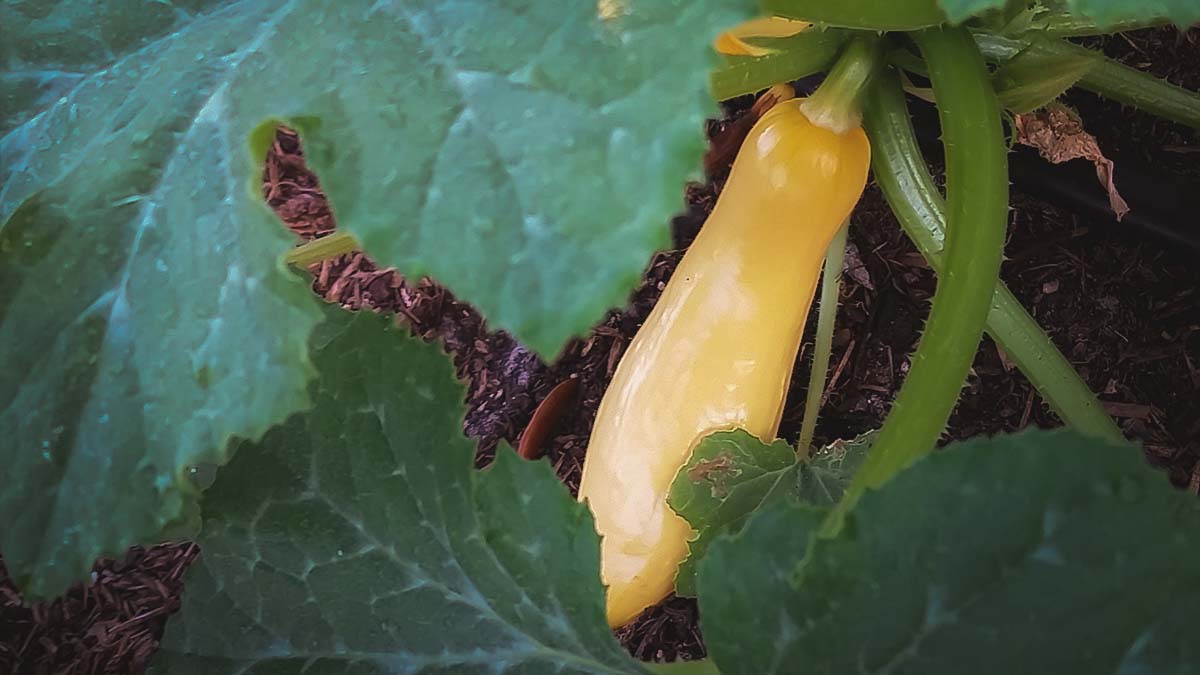 yellow squash growing on garden plant