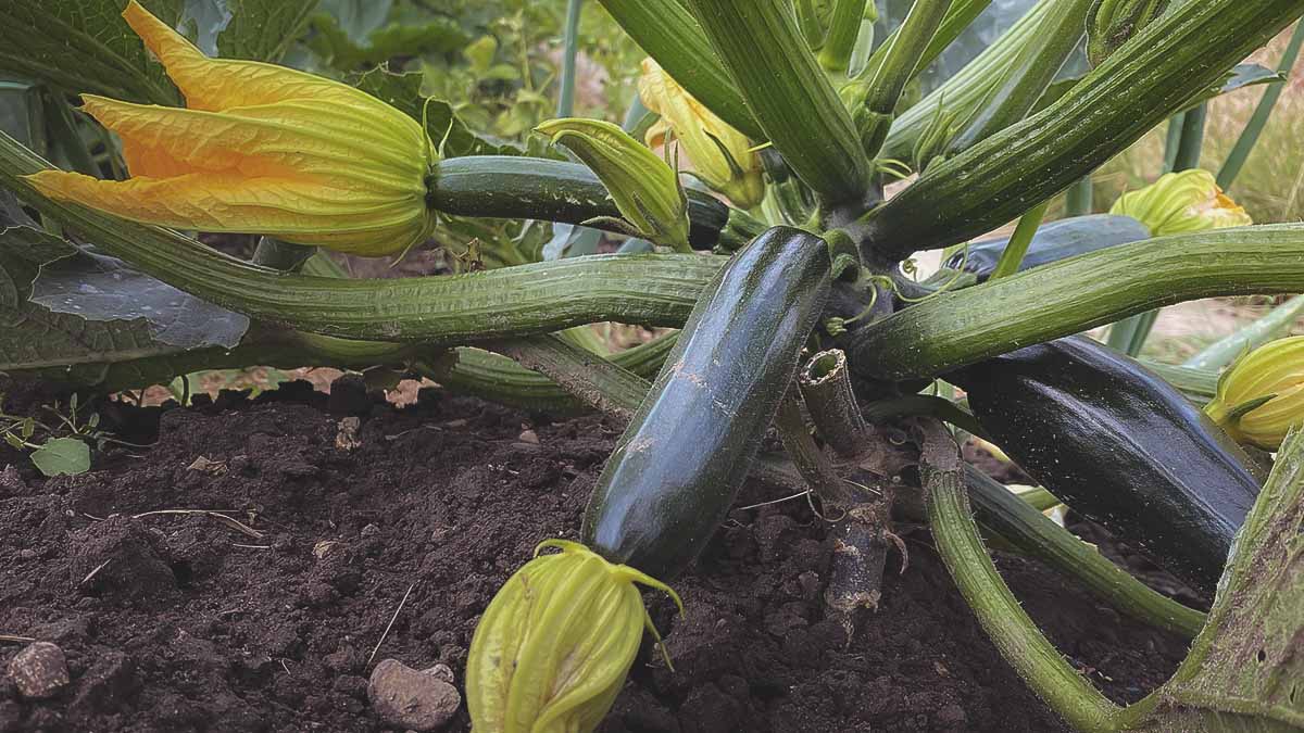 zucchini growing in vegetable garden