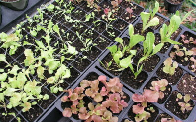 How to Thin Seedlings for Healthier Plants: A Complete Guide