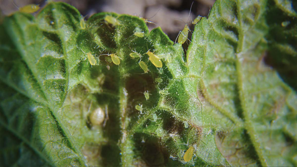 curled leaves caused by aphids