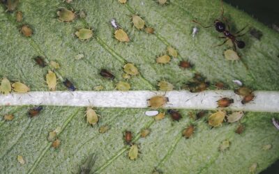 Aphids on Vegetable Plants, How to Identify and Control Them