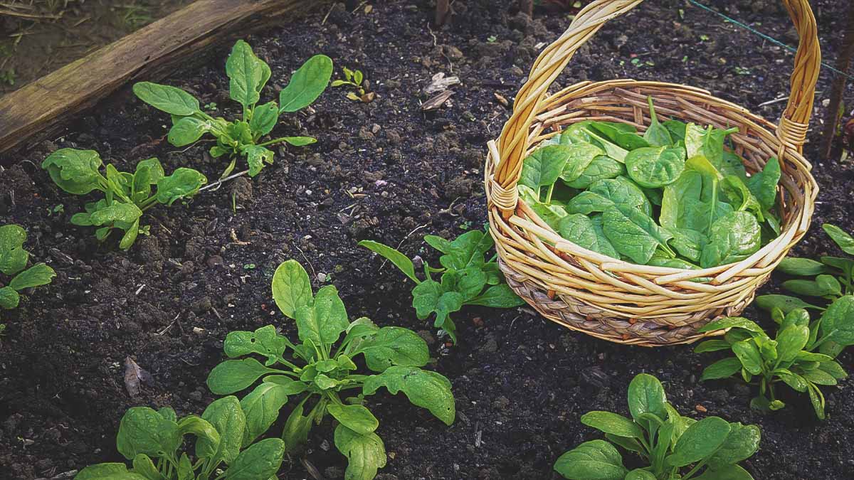 basket of freshly harvested spinach