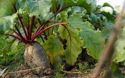 How to Grow Beets in Southern Gardens: A Complete Growing Guide