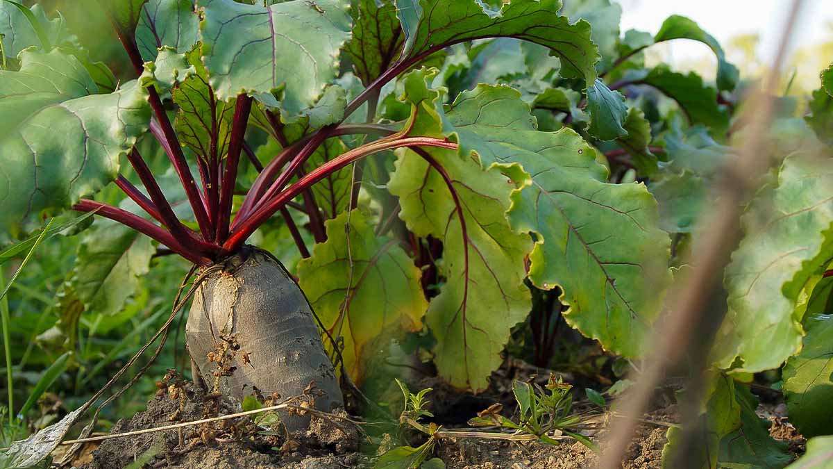 beets growing in southern garden