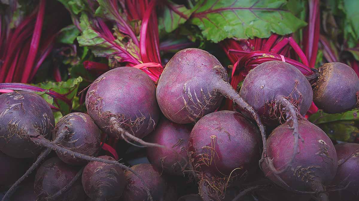 freshly harvested beets with tops
