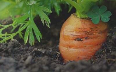 How to Grow Carrots in Southern Gardens: A Complete Growing Guide