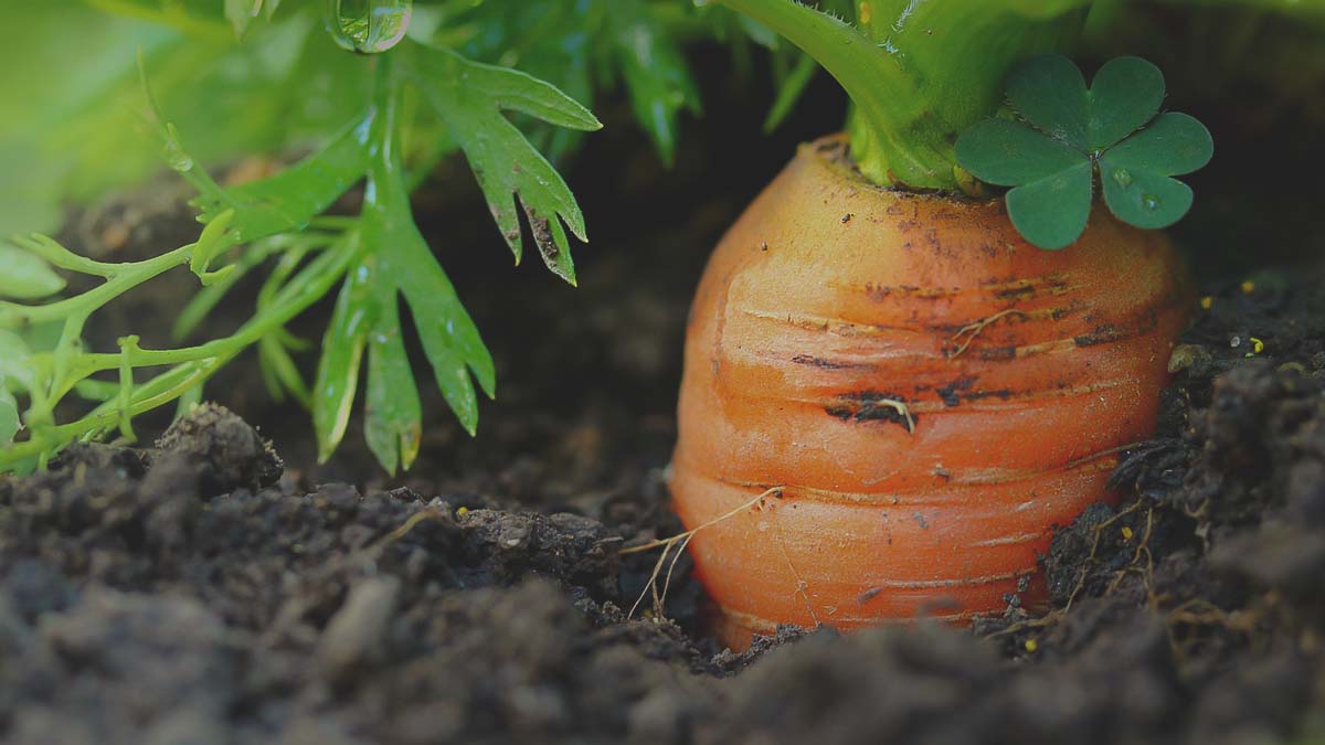 carrots growing in southern garden