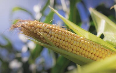 How to Grow Corn in Southern Gardens: A Complete Growing Guide