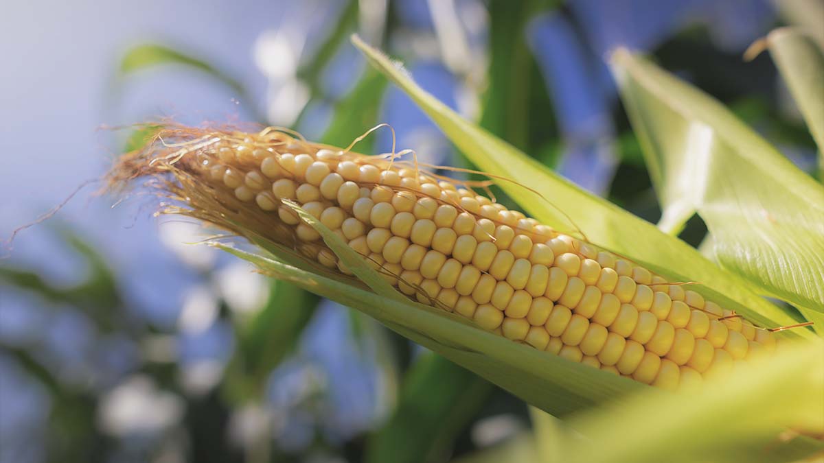 corn growing in southern garden