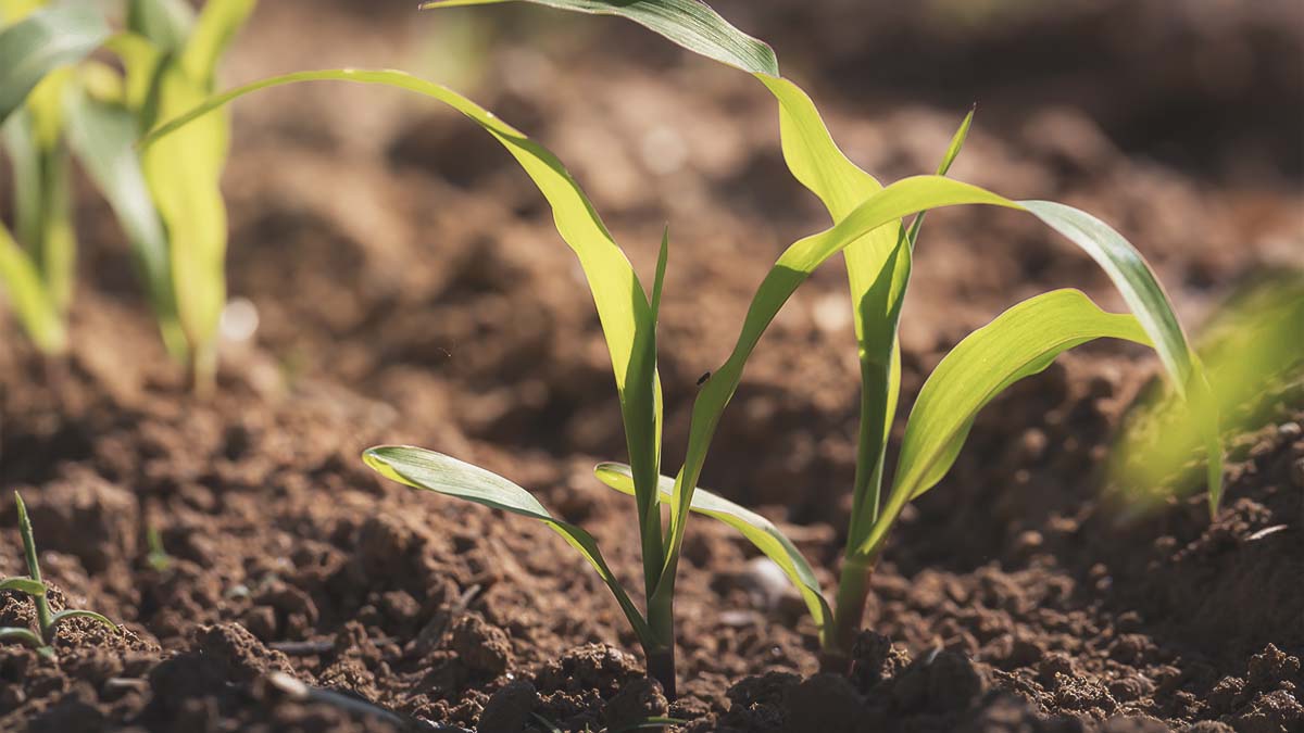 young corn seedlings growing in garden row