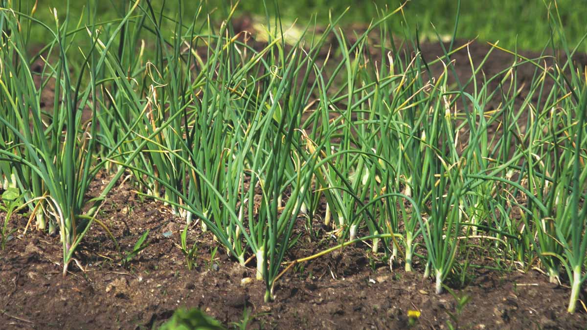 garlic growing in southern garden