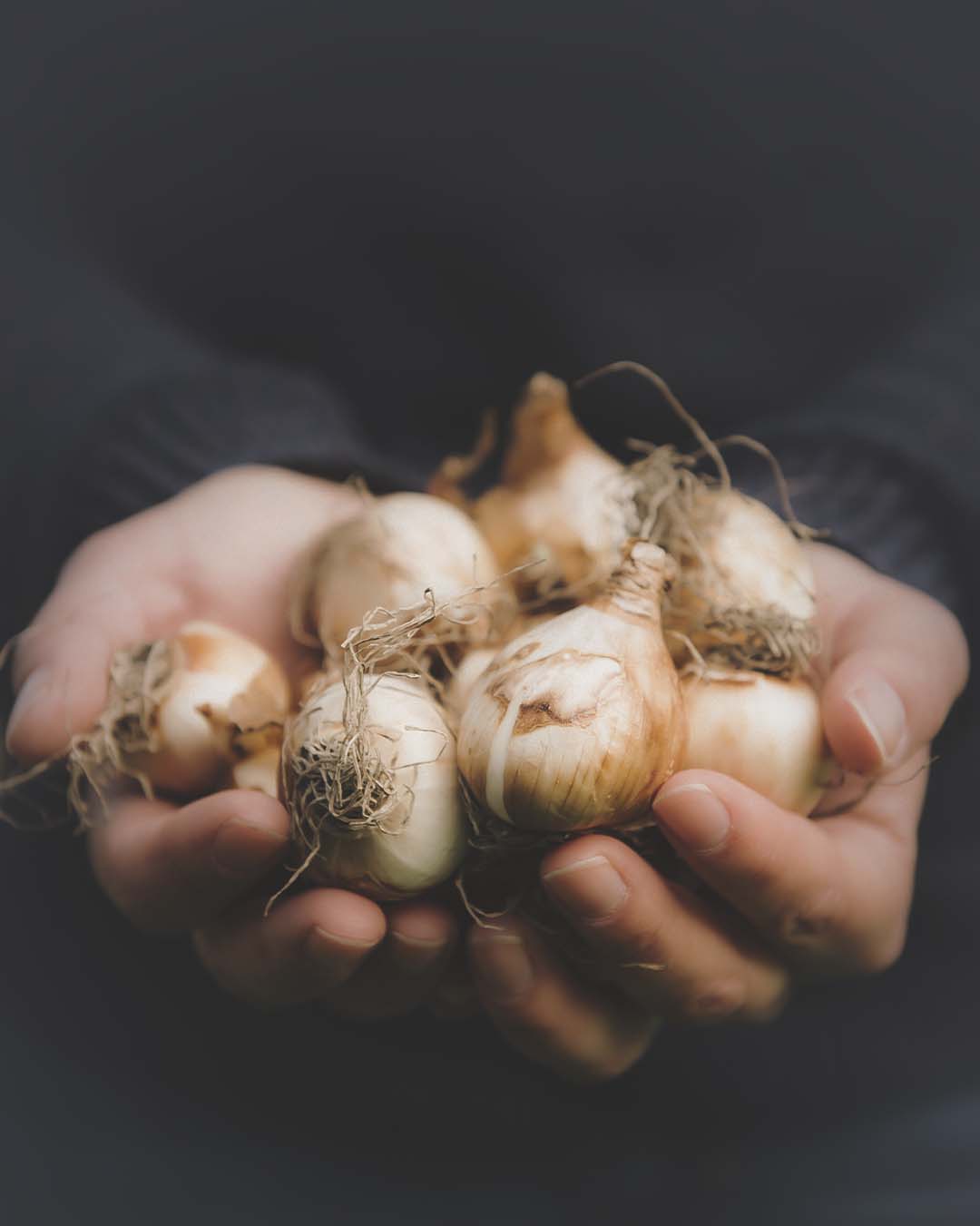 garlic cloves prepared for planting