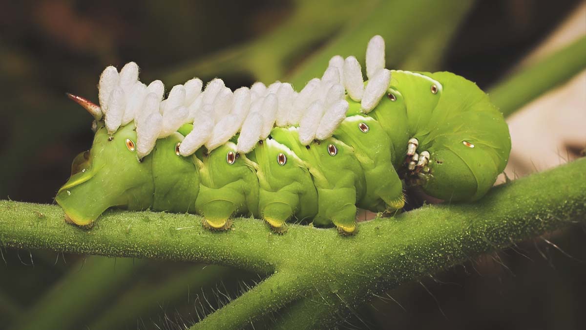 tomato hornworm covered with parasitic wasp cocoons