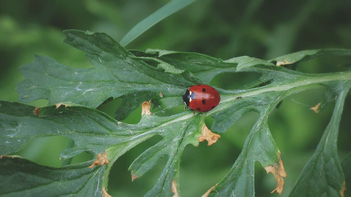 ladybug eating aphids on plant