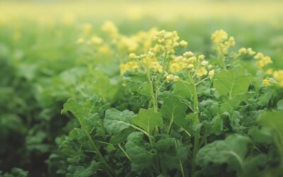 How to Grow Mustard Greens in Southern Gardens: A Complete Growing Guide