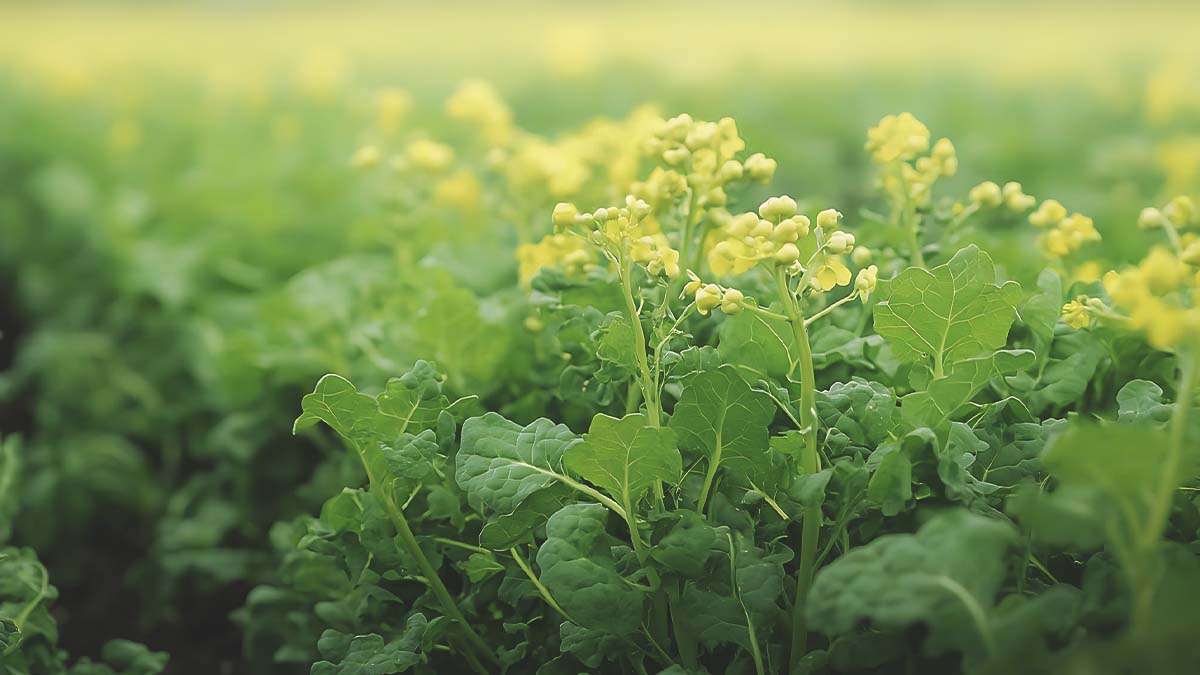 mustard greens growing in southern garden
