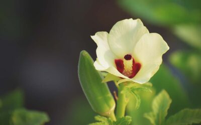 How to Grow Okra in Southern Gardens: A Complete Growing Guide