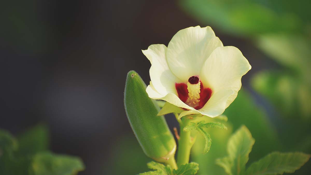 okra growing in southern garden