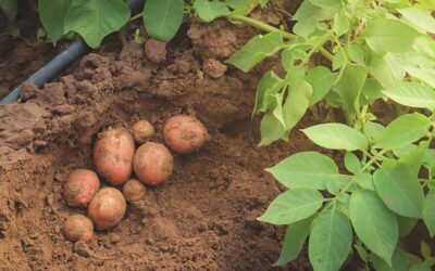 How to Grow Potatoes in Southern Gardens: A Complete Growing Guide
